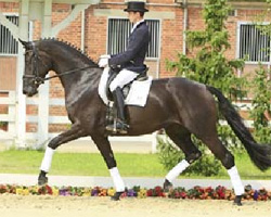 Auch die Bundeschampionatsdritte, der dreijährigen Stuten und Wallache, Lady Dance, gehört zum Auktionslot. Foto: Tammo Ernst